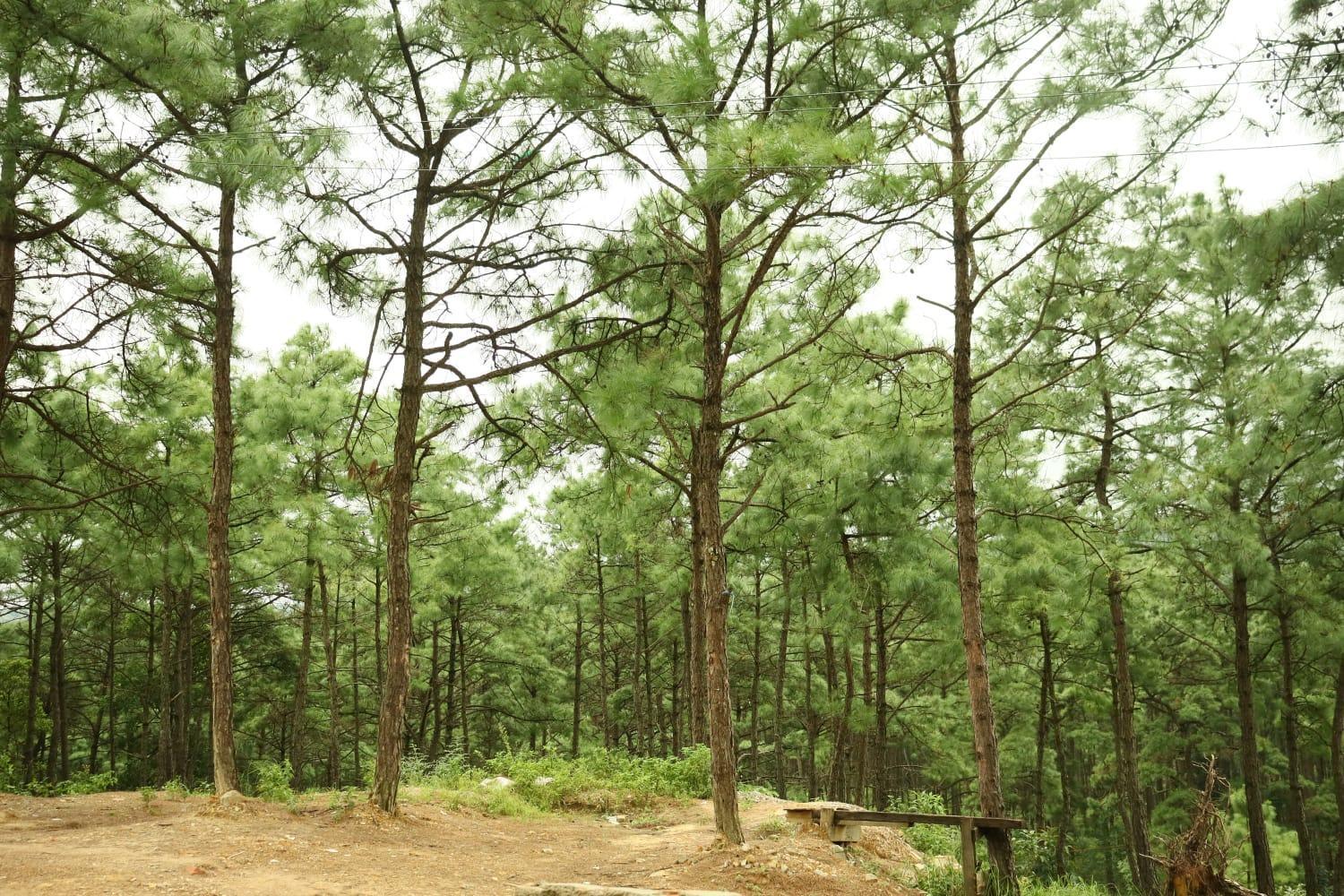 Pine Tree Lodge Shillong Esterno foto